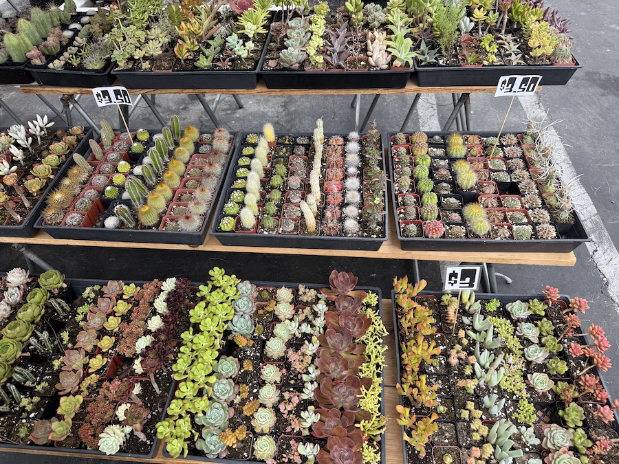 Rows of succulents in different shapes and sizes.