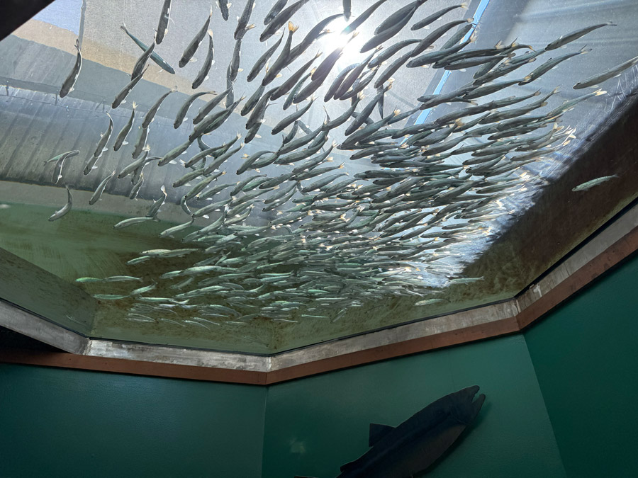 Life above your head at the Seattle Aquarium