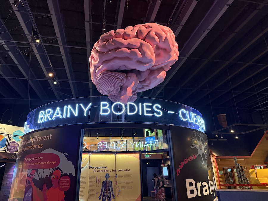 Interactive brain model with labeled regions lighting up.