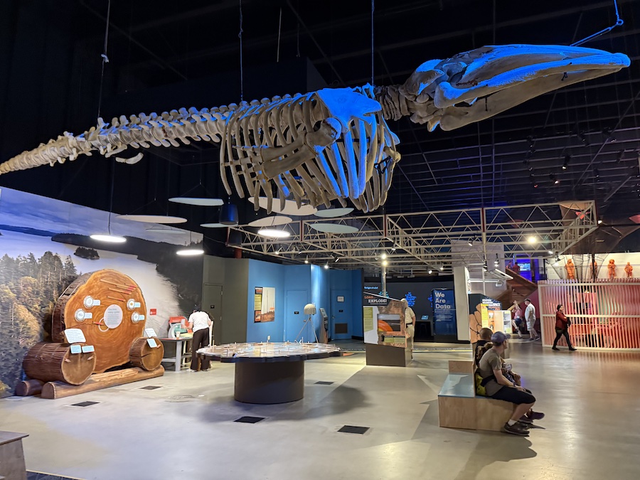 Realistic dinosaur skeleton towering above visitors in the exhibit hall.