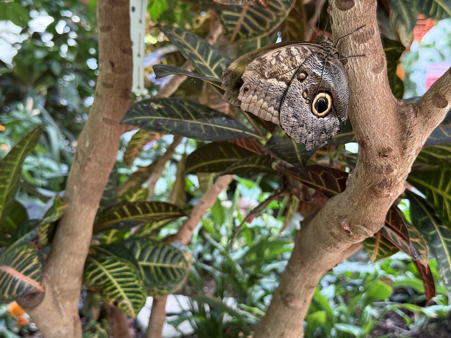 Brown owl butterfly resting on a tree.
