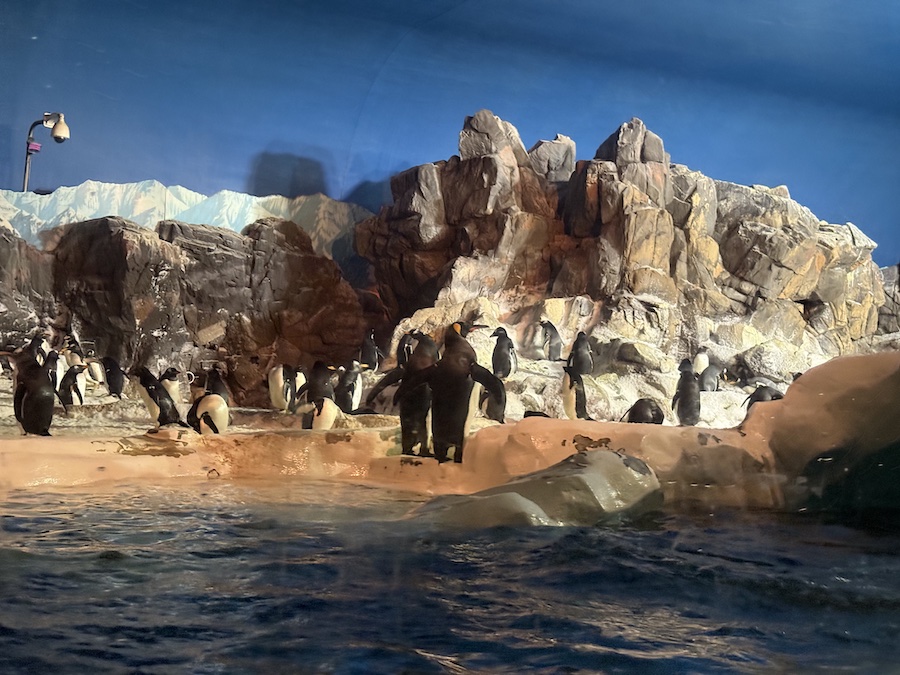 Penguins at the Penguin Encounter exhibit.