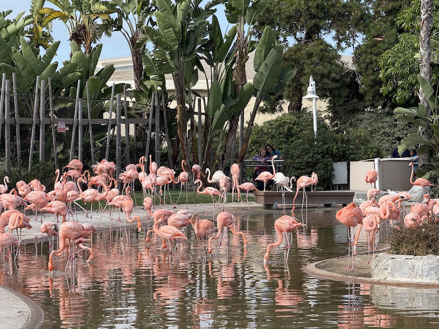 Flamingos wading in a scenic lagoon at SeaWorld San Diego.