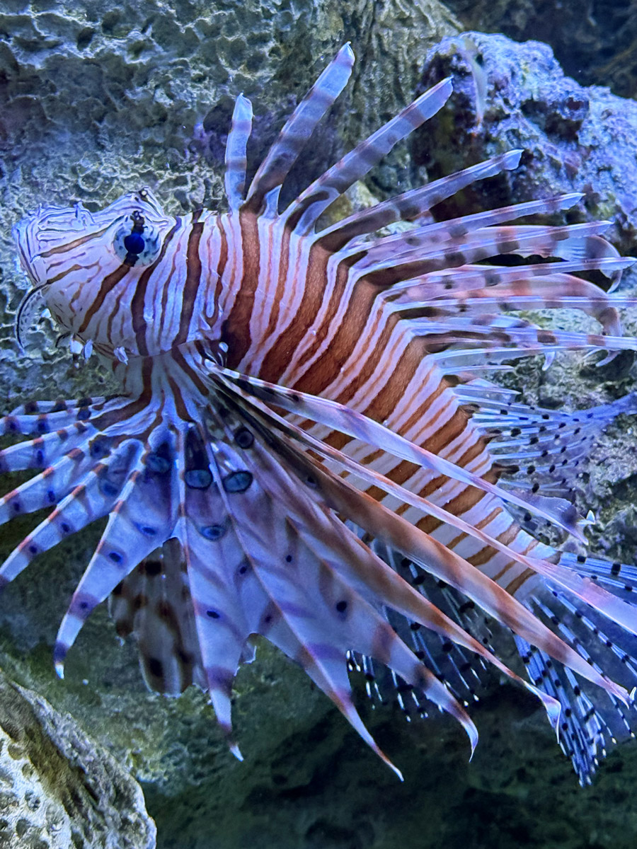 Pterois volitans (lionfish) at the Seattle Aquarium
