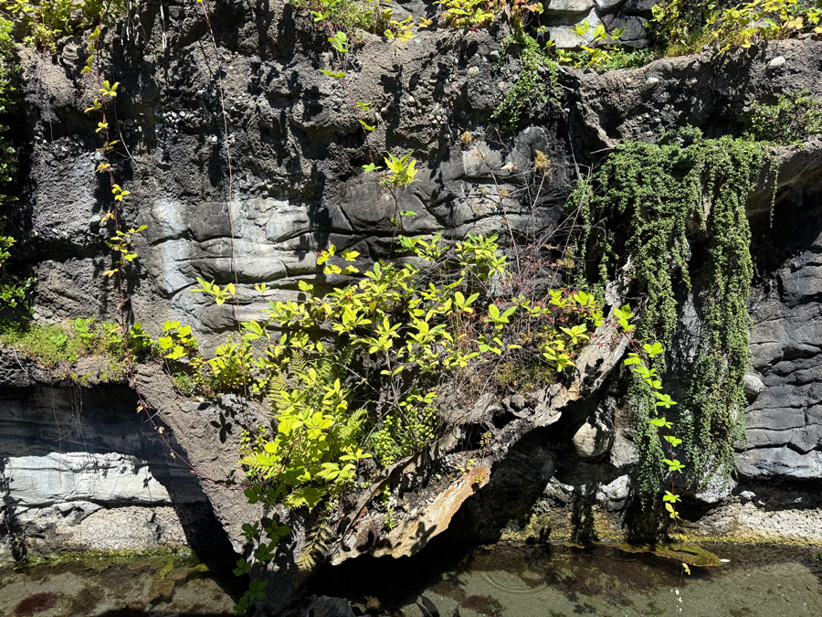 Rock Exhibit at the Seattle Aquarium