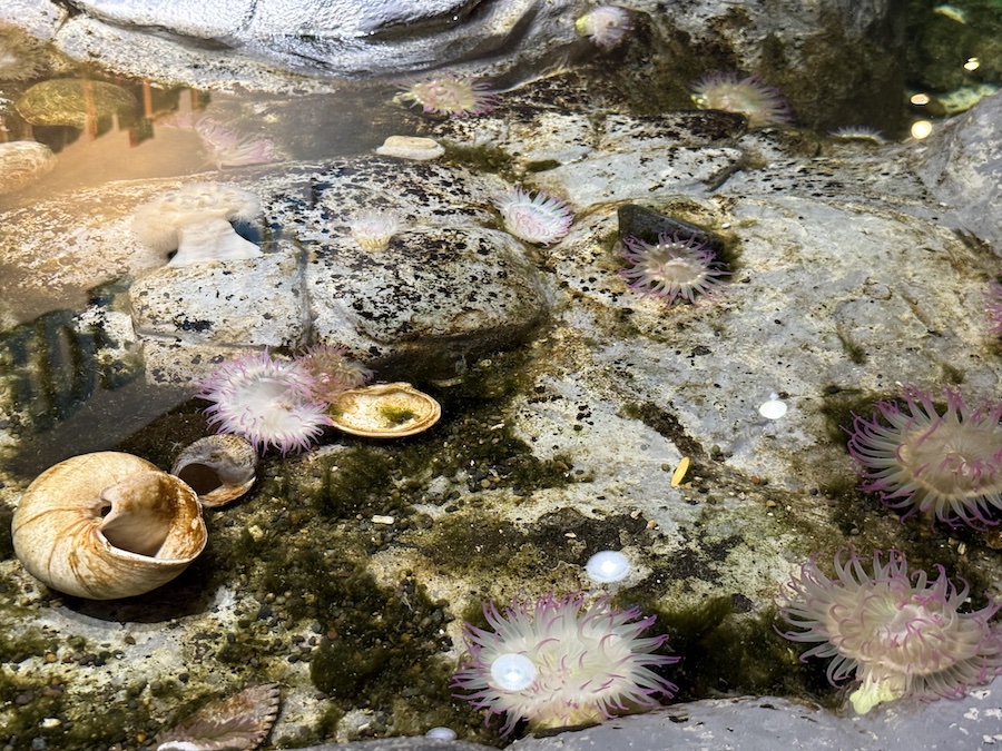 Sea anemones in a Pacific Science Center tide pool exhibit.