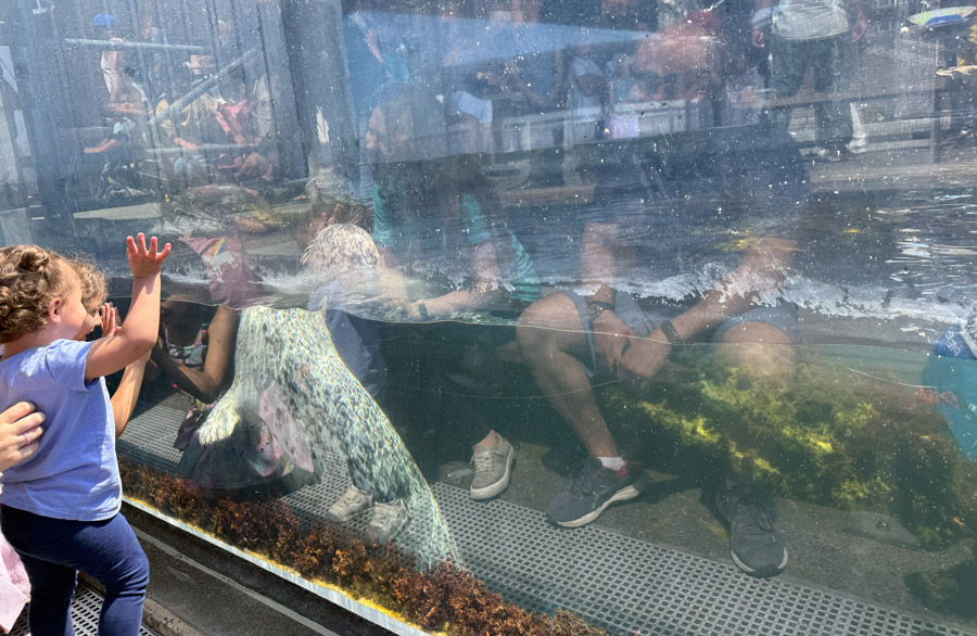 Seals at the Seattle Aquarium