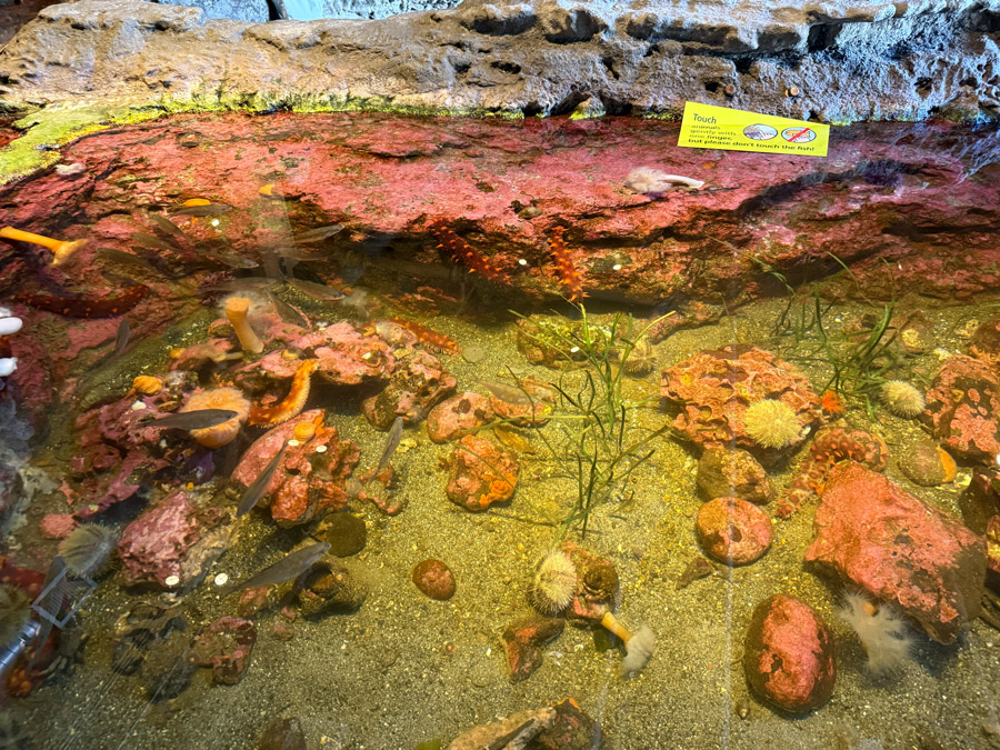 The Seattle Aquarium's "Life on the Edge" exhibit