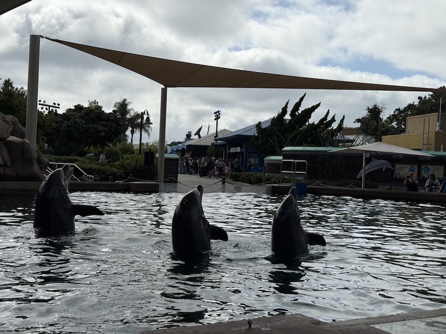Dolphins swim gracefully in the pool.