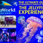 SeaWorld San Diego: JellyFish Experience