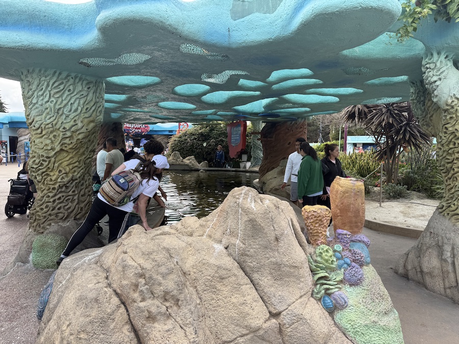 People gathered around the pool watching an animal.