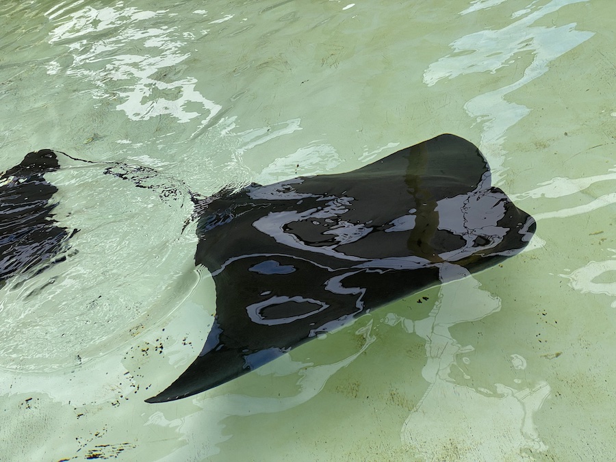 Stingrays at the interactive touch pool.