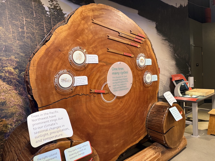 Close-up of a massive tree section on display at the Pacific Science Center, showcasing intricate growth rings that reveal the tree’s age and natural history.