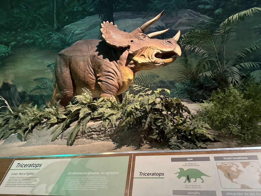 Life-sized Triceratops model.