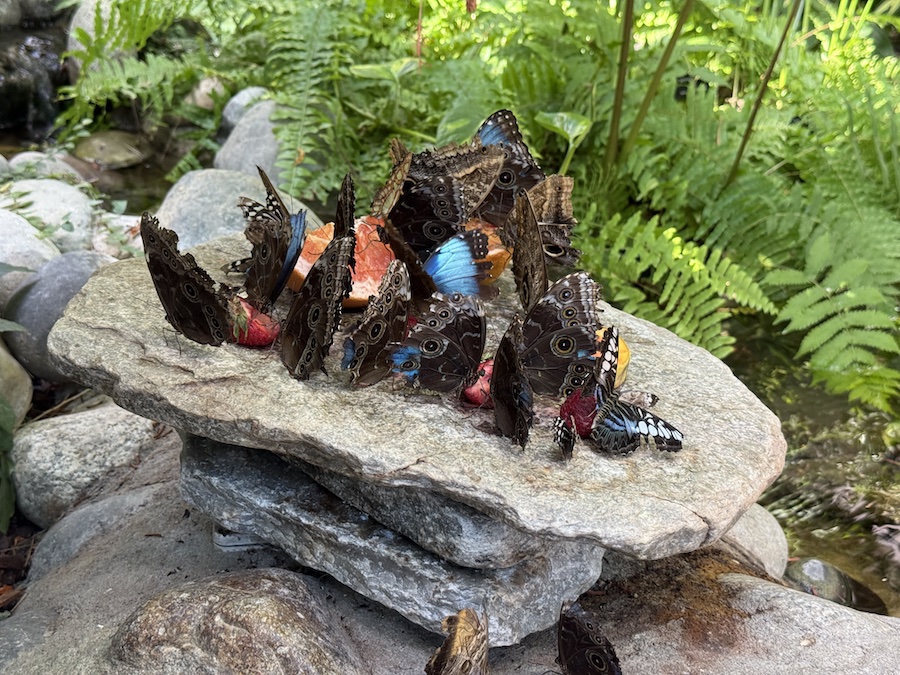 Close-up of colorful butterflies inside the Tropical Butterfly House.