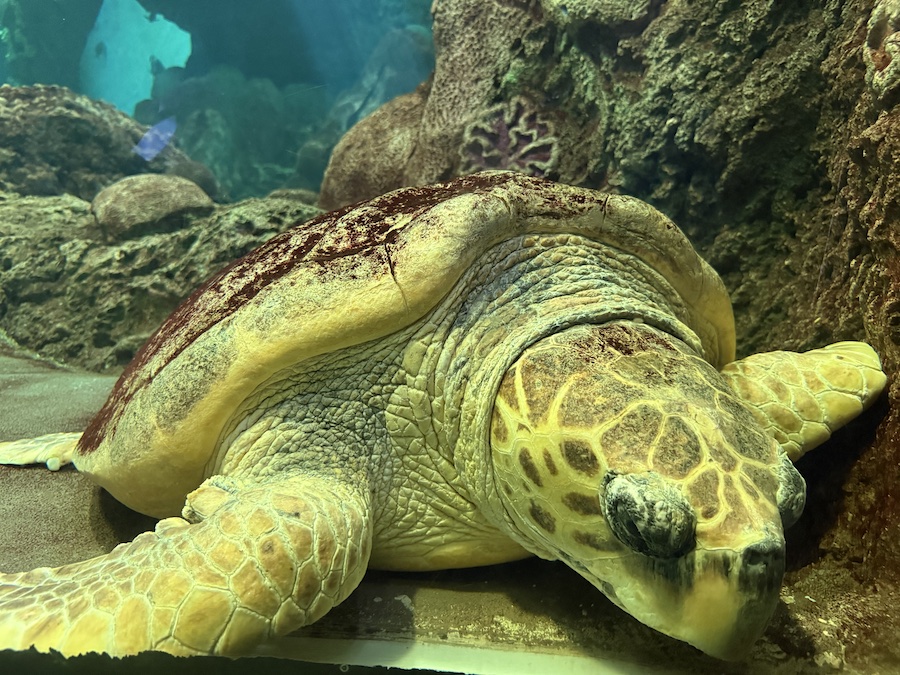 Sea turtle resting near the sandy bottom of its habitat.