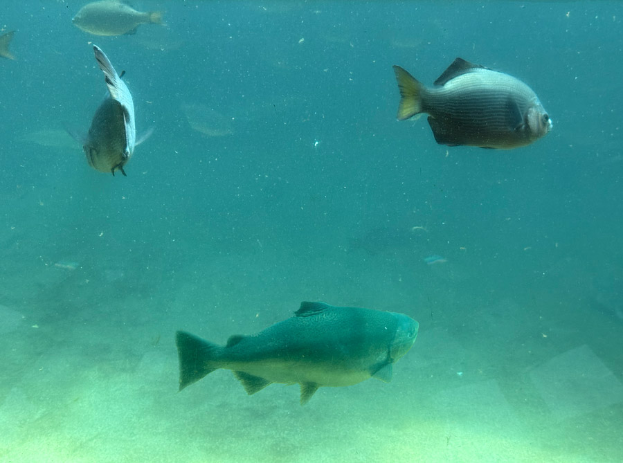 Watching fish at the Seattle Aquarium