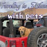 Visiting Atlanta with a Dog? Your Guide to Pet-Friendly Activities