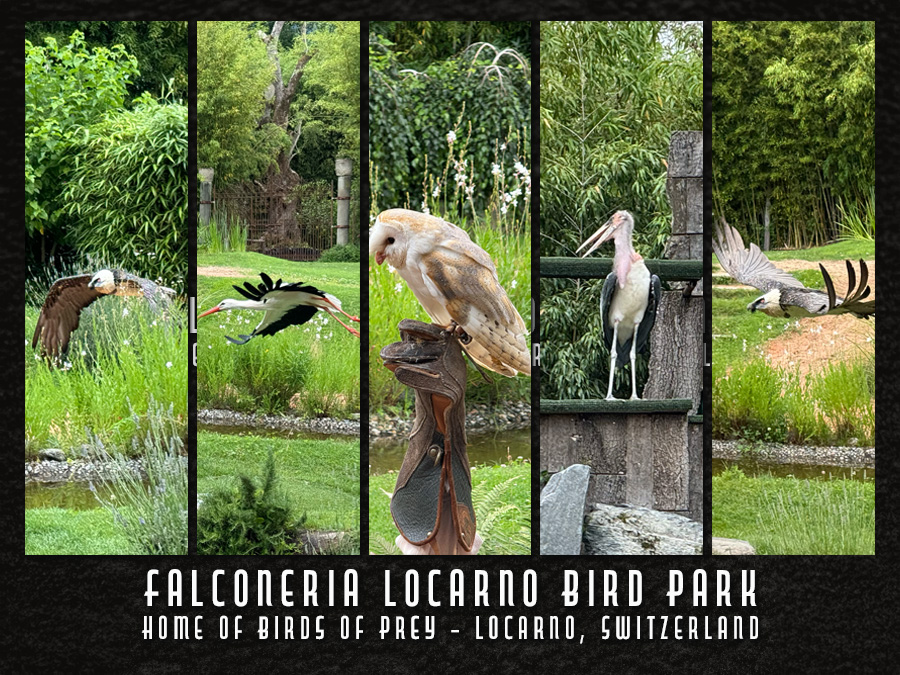 Everything You Need To Know Before Visiting Falconeria Locarno
