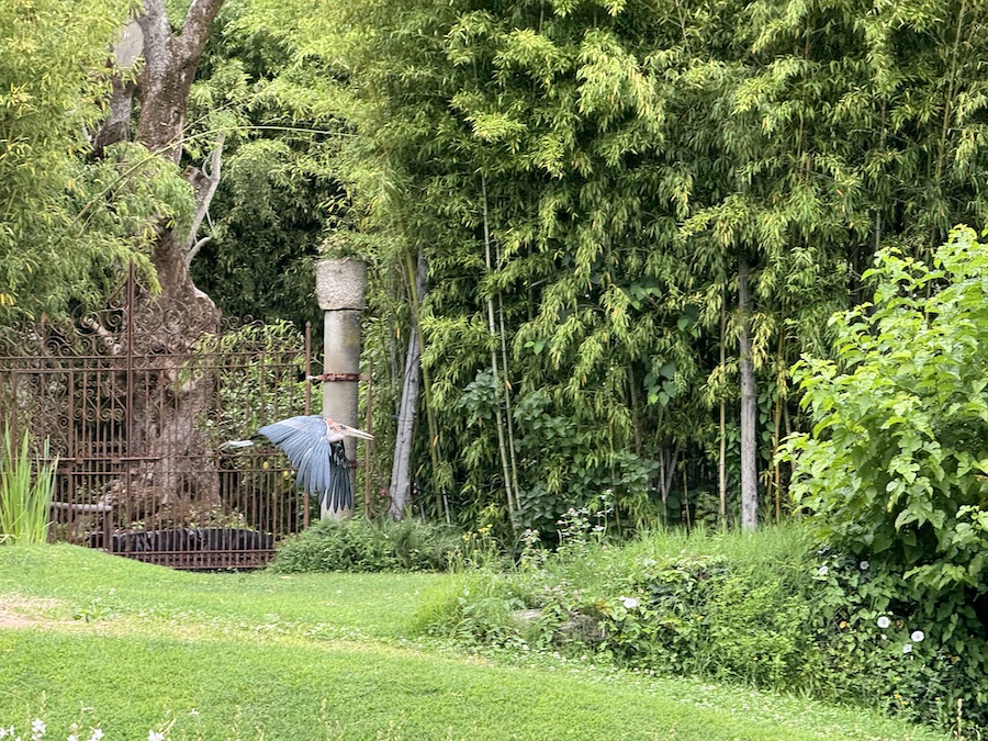 A marabou stork flies over the grass in a park.