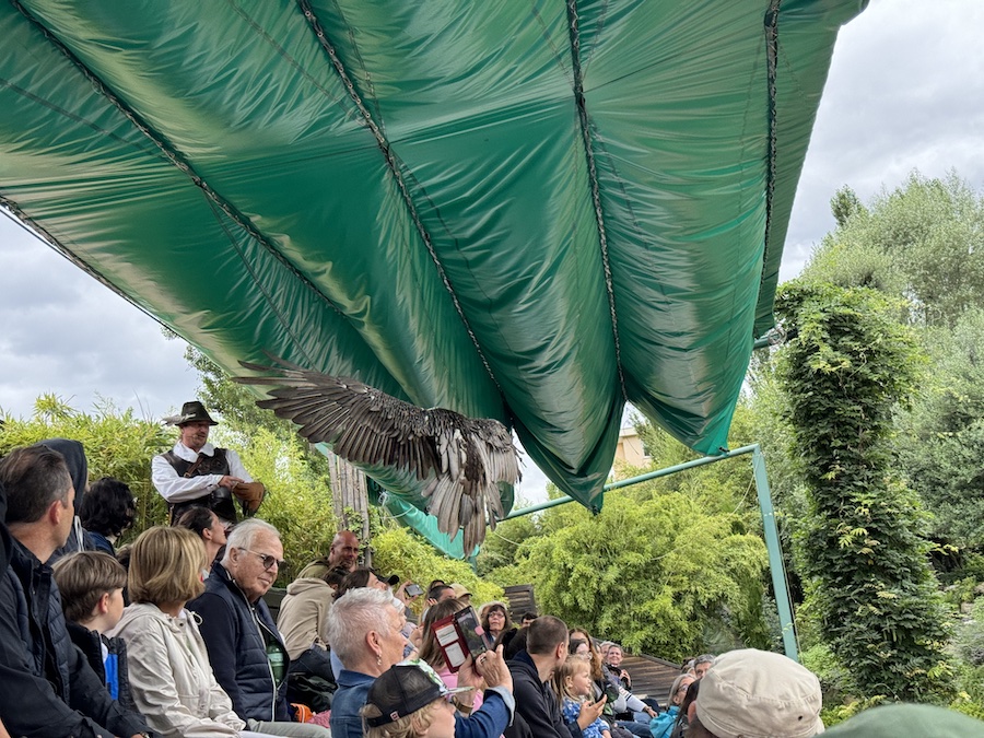 Predatory bird soaring above the crowd with impressive wingspan.