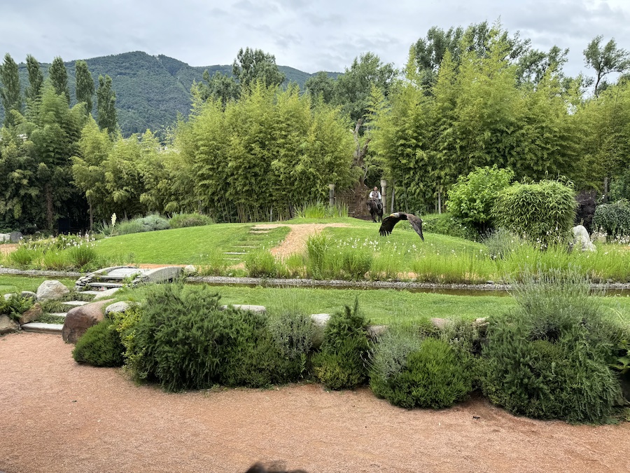 An eagle soars gracefully over a pond.