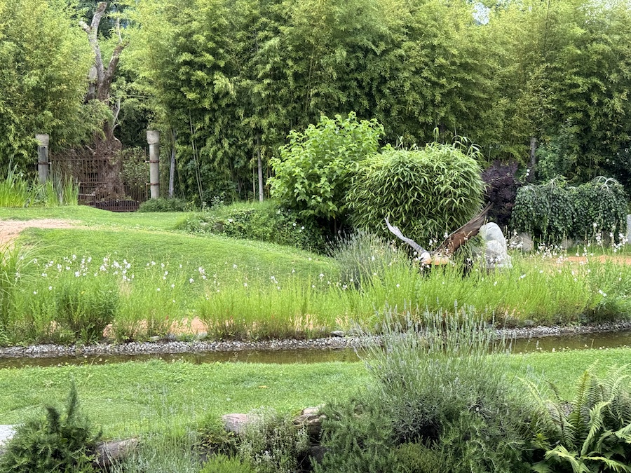 Hawk in mid-flight, wings spread wide against the green trees.