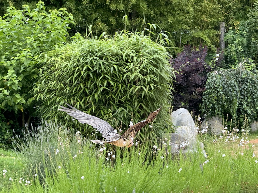 A bird of prey flies through the green grass.
