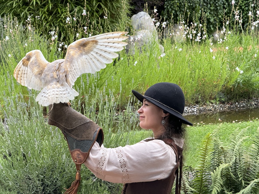 Great owl perched on the trainer’s arm.