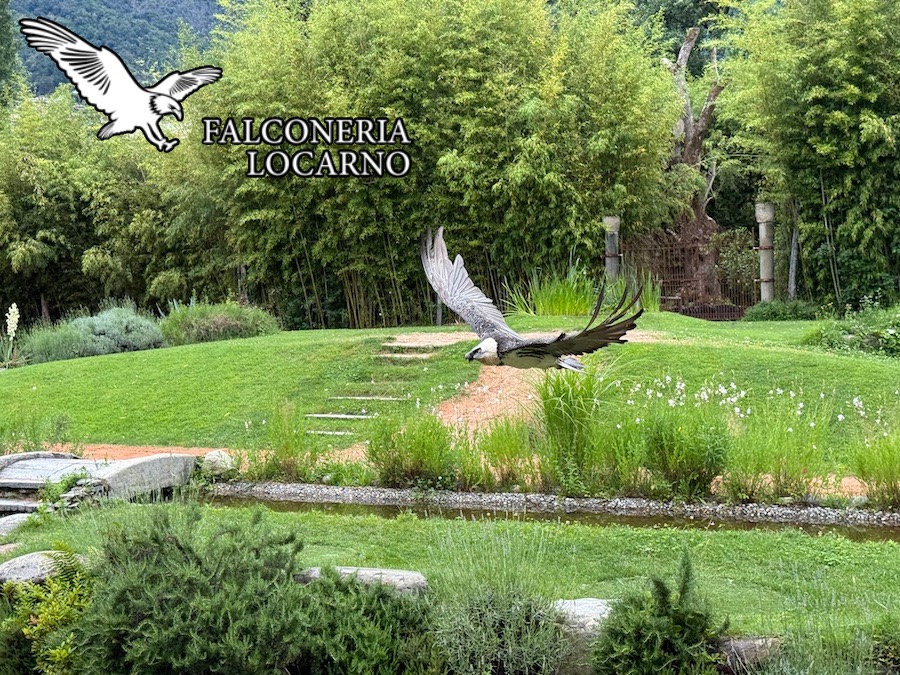 Falconeria Locarno invites you to visit a fascinating bird show.