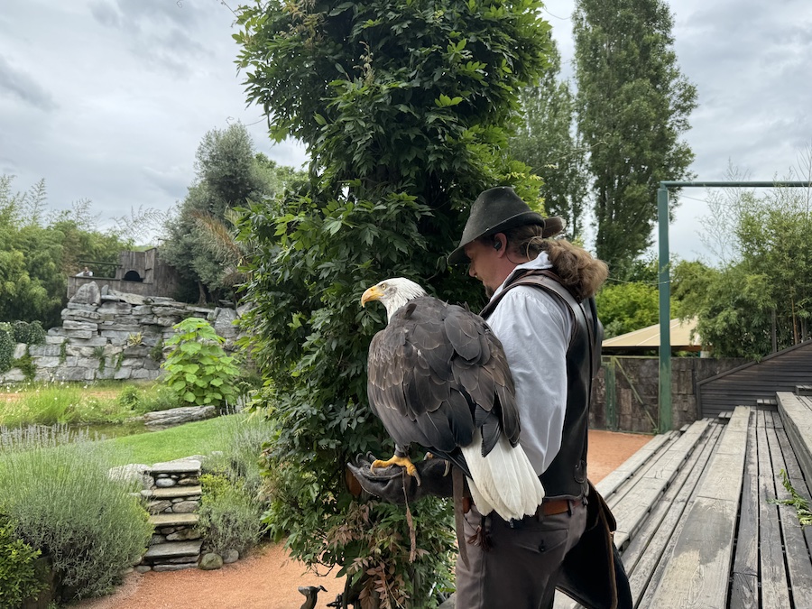 Trainer holding a massive eagle with its wings partially spread.