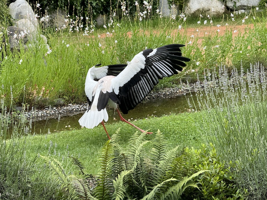 Stork spreading its wings while walking near the pond.