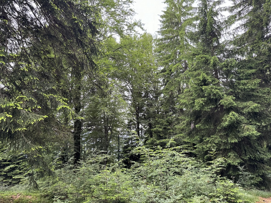 Tall coniferous trees in a Swiss forest.