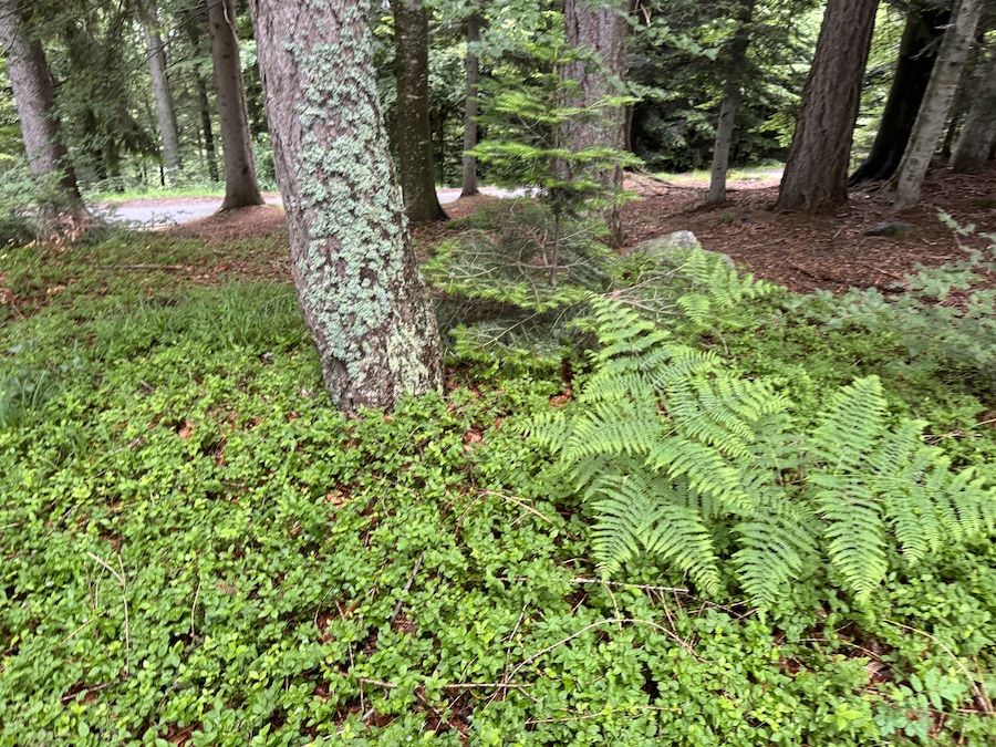 Ferns and blueberry bushes in a forest meadow.