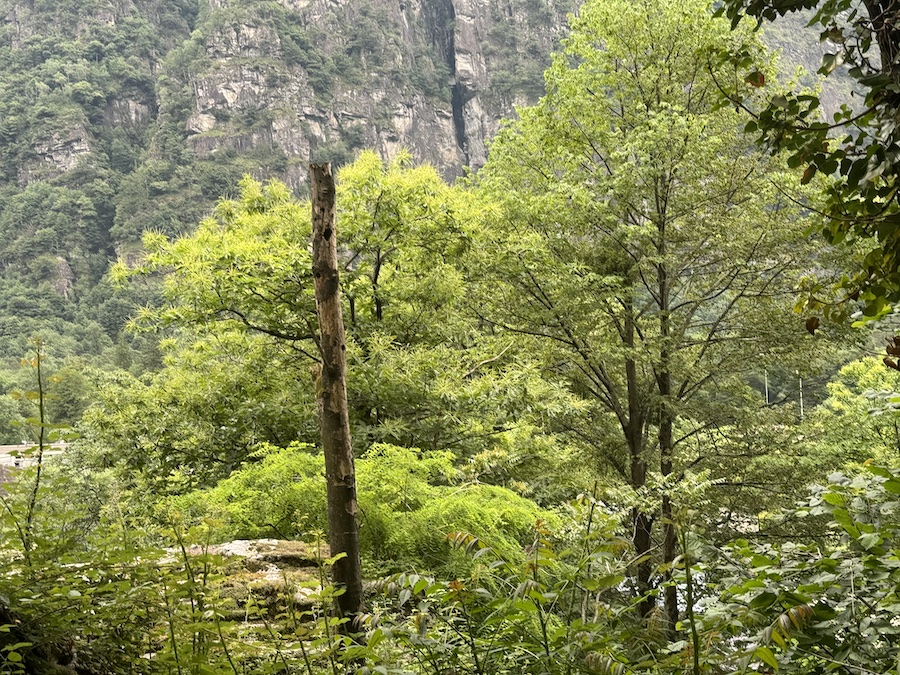 Dense alpine forest with tall trees.