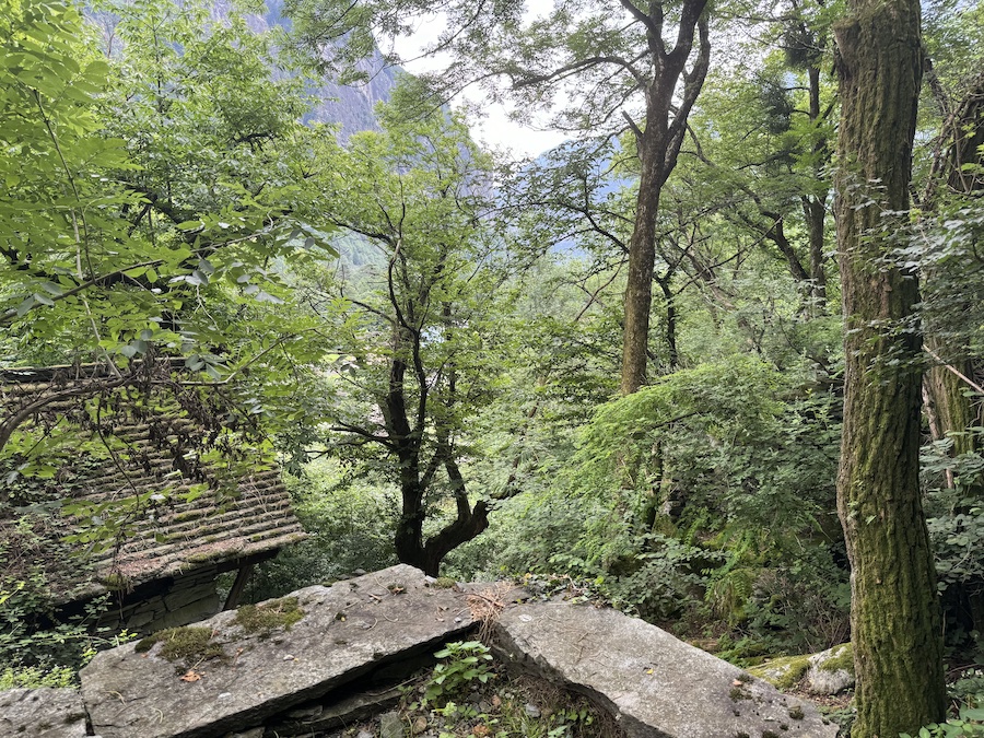 A small rustic building with a mossy shingle roof blends into the lush wild landscape.