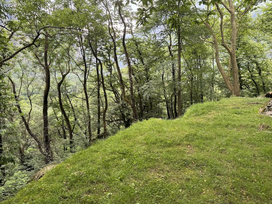 A peaceful outdoor scene shows a grassy slope leading down into a dense, green forest.