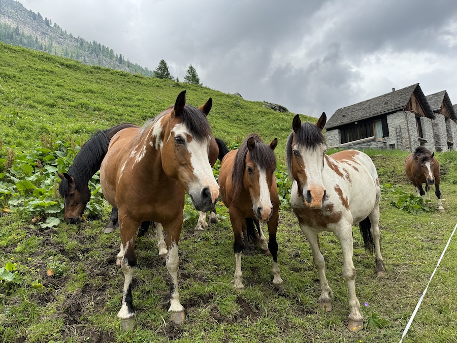 Horses grazing in a Swiss mountain meadow.