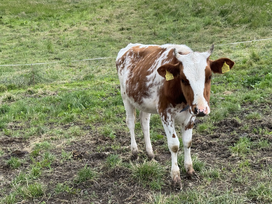 Kids love watching the cows outside.