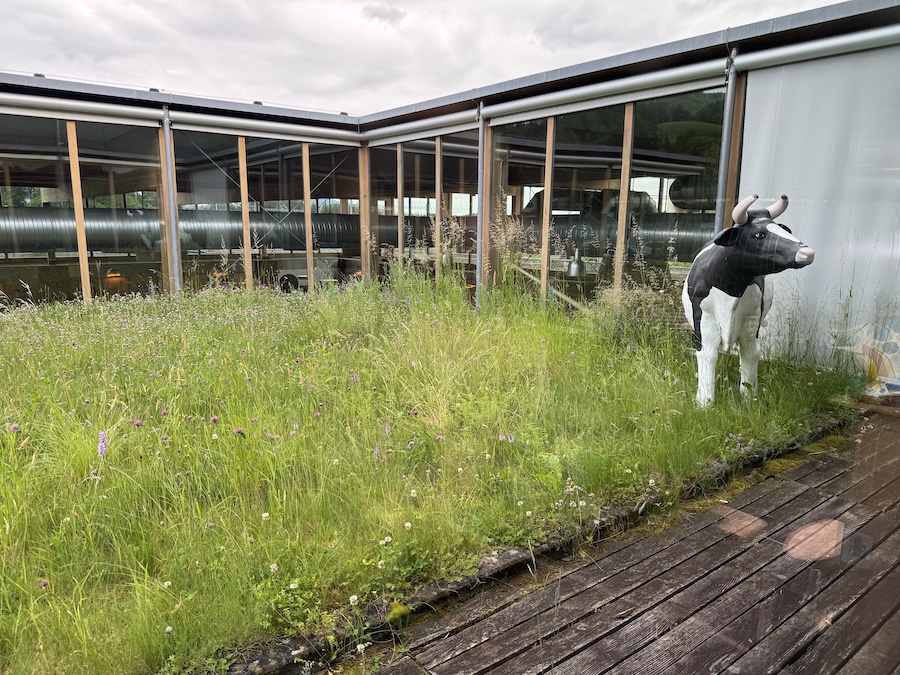 A piece of alpine meadow in the middle of a cheese factory.