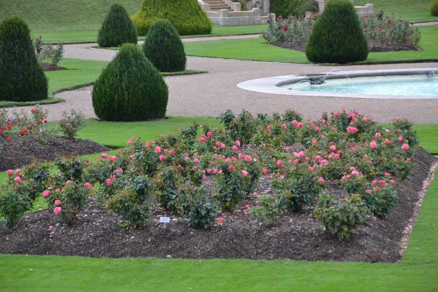 Fresh red roses in a neat flowerbed.