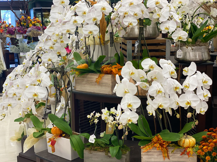 Phalaenopsis orchid plants at Pavilions