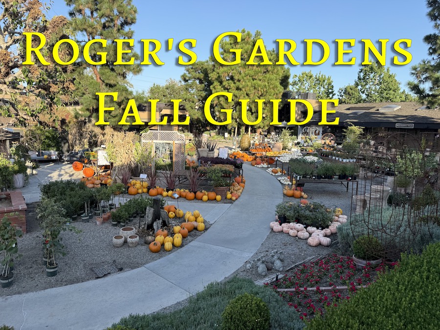 Visiting Rogers Gardens This Fall? A Guide to Family Activities.