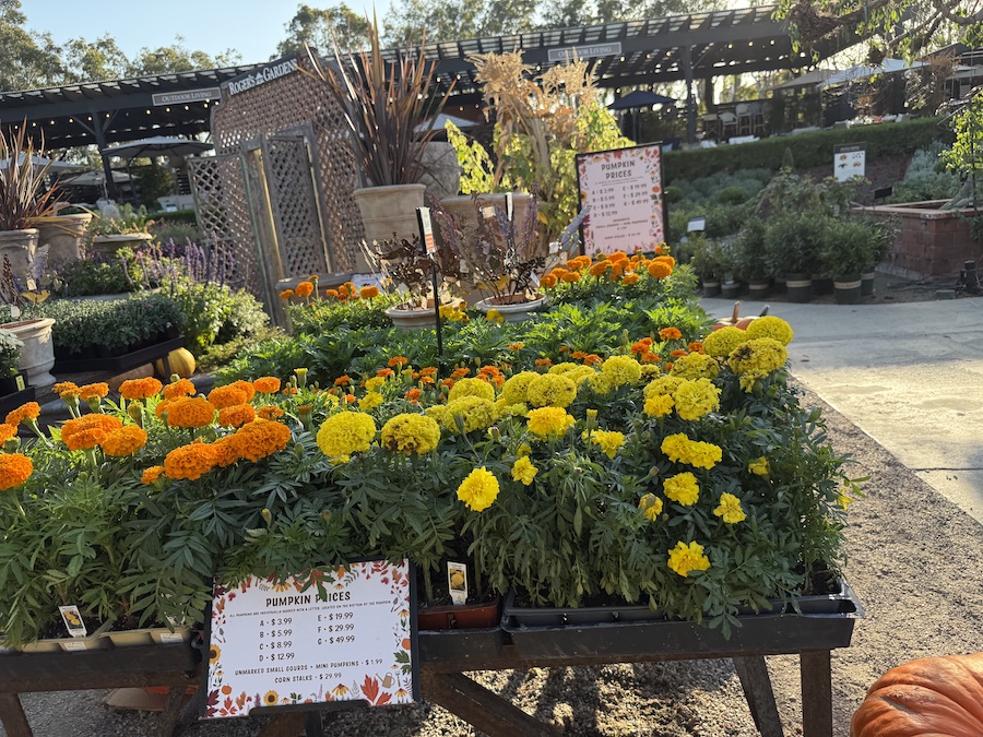 A cluster of orange, and yellow marigolds in full autumn bloom.