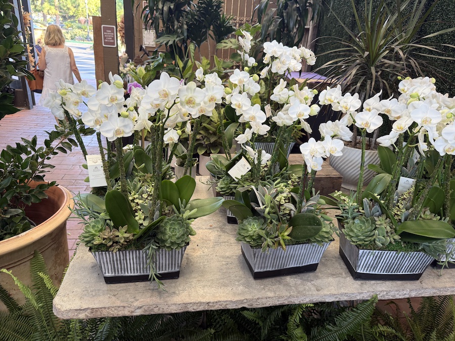 A display table is filled with multiple pots of white orchids with succulent plants planted at their bases.