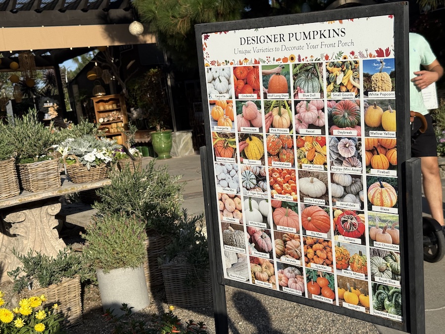 Unique pumpkin varieties including white, green, and striped pumpkins on display.