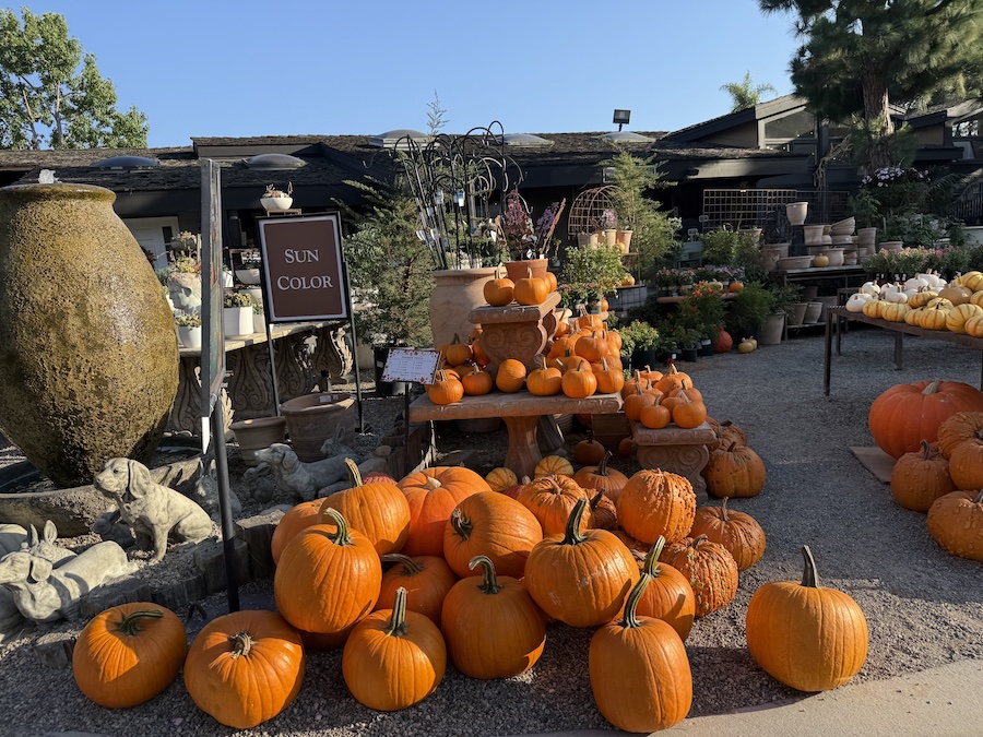 Large orange pumpkins grouped together in the yard.