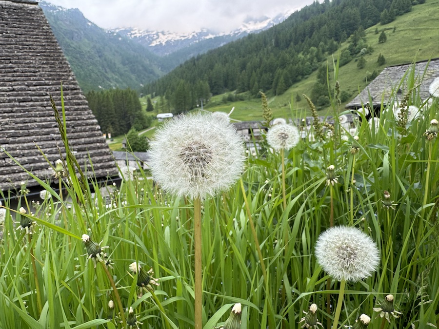 Wildflowers blooming in Ticino’s alpine meadows.