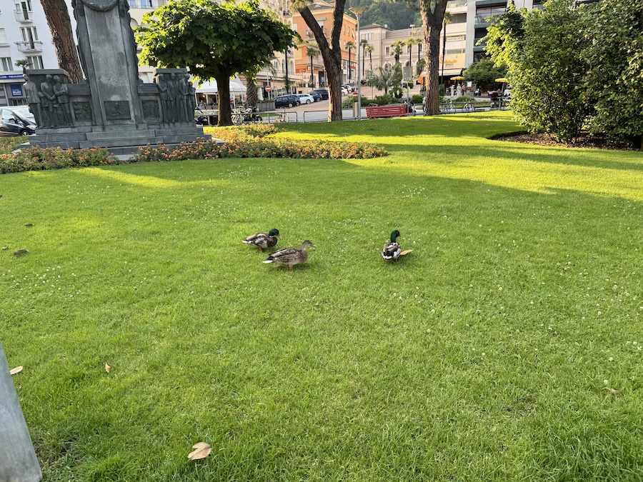 A grassy park with a Monument to Giuseppe Cattori in the background.