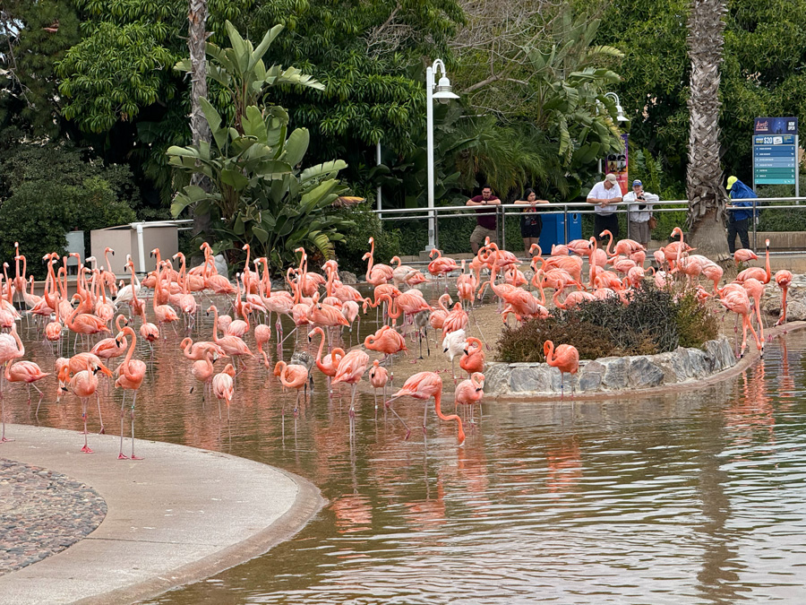 Caribbean flamingos at SeaWorld